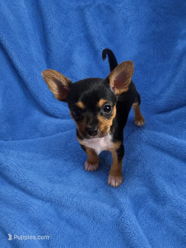 Crickett – Chihuahua, Yorkshire Terrier puppy for sale in Spotsylvania, VA
