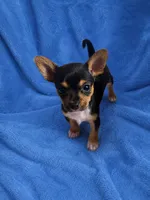 Crickett, a male Chihuahua and Yorkshire Terrier for sale in Spotsylvania, VA – 1 of 1