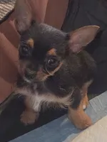 Chewy, a male Chorkie for sale in Spotsylvania, VA – 3 of 4