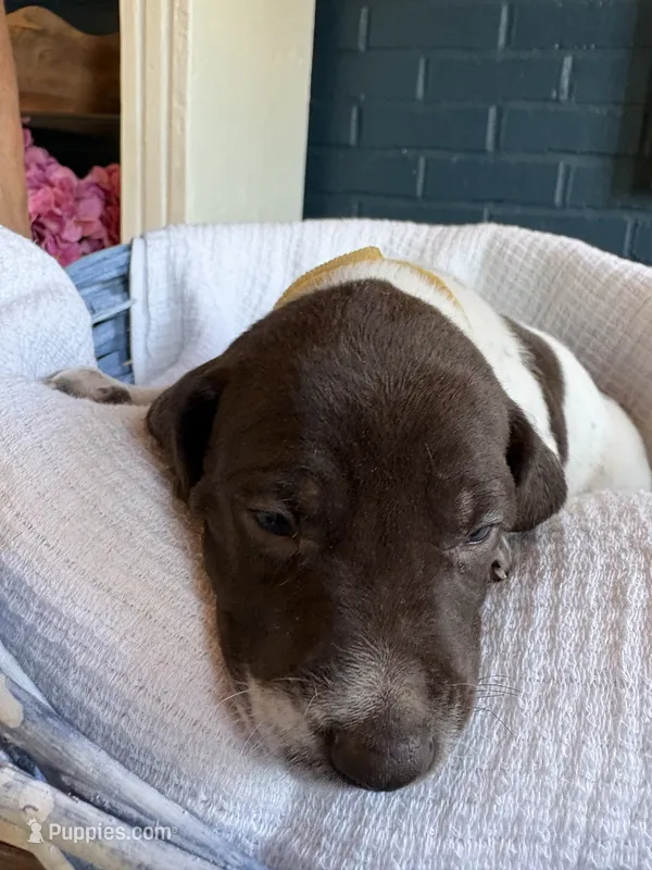 yellow – German Shorthaired Pointer puppy for sale in Utica, KY