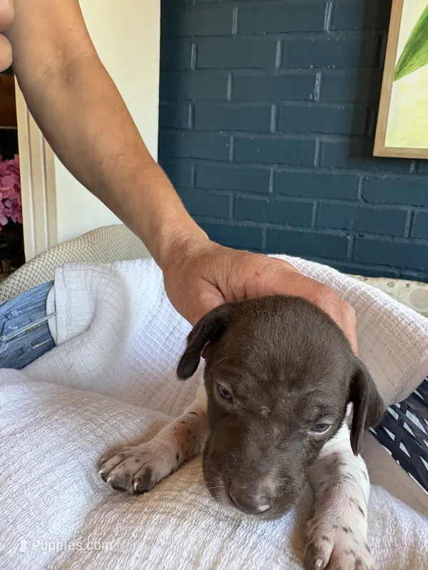 blue – German Shorthaired Pointer puppy for sale in Utica, KY