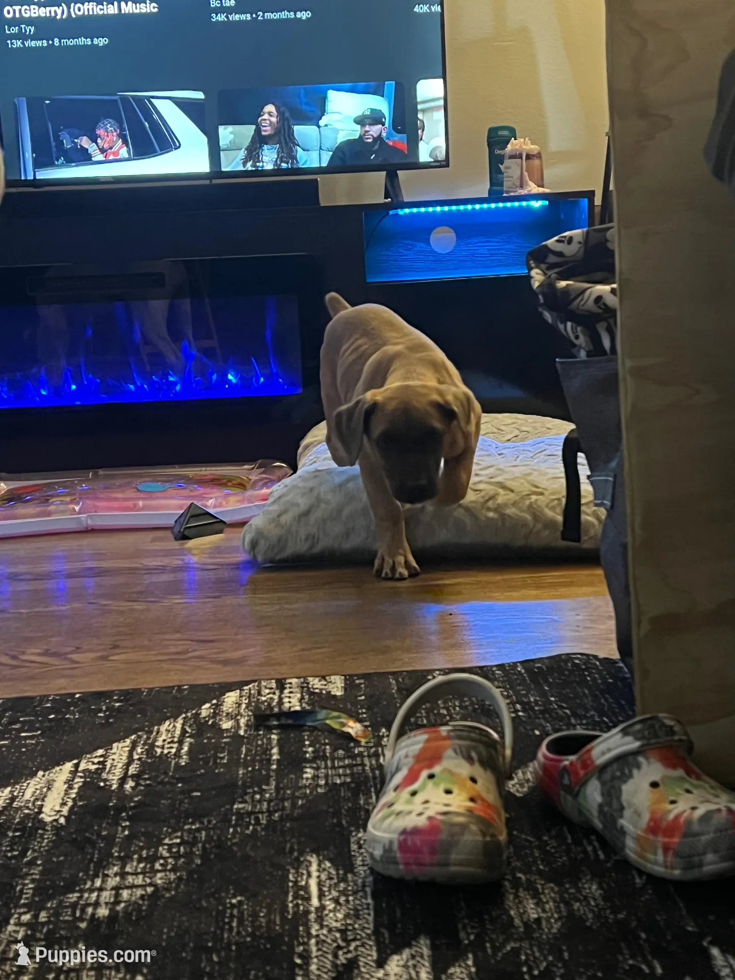 Dior, a female Cane Corso for sale in Baltimore, MD – Photo 3 of 3