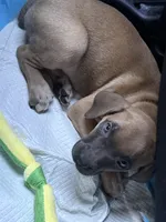 Dior, a female Cane Corso for sale in Baltimore, MD – Photo 1 of 3