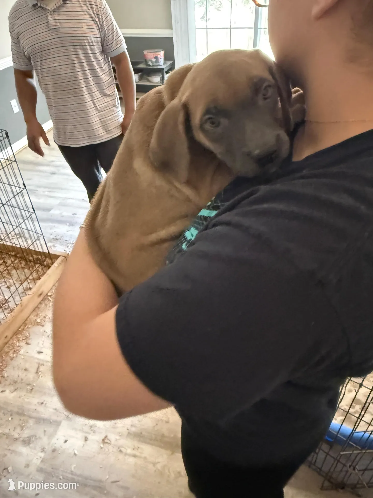 Dior, a female Cane Corso for sale in Baltimore, MD – Photo 2 of 3