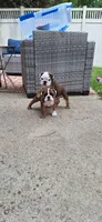 Baby Girl aka Dolly, a female English Bulldog for sale in Hebron, ND – 2 of 9