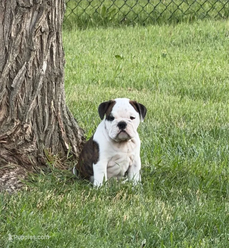 Daisy – English Bulldog puppy for sale in Hebron, ND