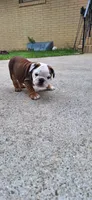 Baby Boy aka Taco, a male English Bulldog for sale in Hebron, ND – 4 of 9
