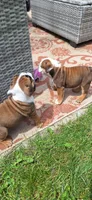 Baby Girl aka Dolly, a female English Bulldog for sale in Hebron, ND – 9 of 9