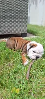 Baby Boy aka Taco, a male English Bulldog for sale in Hebron, ND – 9 of 9