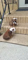 Baby Girl aka Dolly, a female English Bulldog for sale in Hebron, ND – 7 of 9