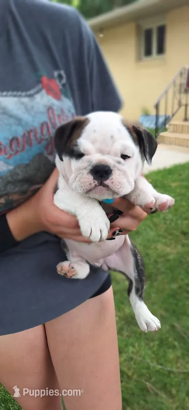 Daisy – English Bulldog puppy for sale in Hebron, ND