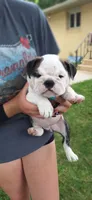 Daisy, a female English Bulldog for sale in Hebron, ND – 1 of 10