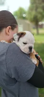 Baby Boy aka Taco, a male English Bulldog for sale in Hebron, ND – 7 of 9