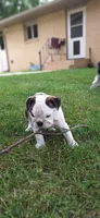 Daisy, a female English Bulldog for sale in Hebron, ND – 10 of 10