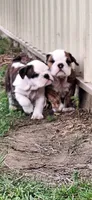 Daisy, a female English Bulldog for sale in Hebron, ND – 8 of 10