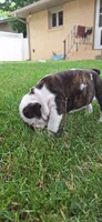 Daisy, a female English Bulldog for sale in Hebron, ND – 9 of 10