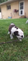 Daisy, a female English Bulldog for sale in Hebron, ND – 7 of 10