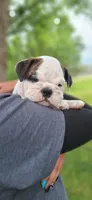 Daisy, a female English Bulldog for sale in Hebron, ND – 5 of 10
