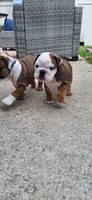 Baby Boy aka Taco, a male English Bulldog for sale in Hebron, ND – 3 of 9