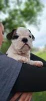 Daisy, a female English Bulldog for sale in Hebron, ND – 6 of 10