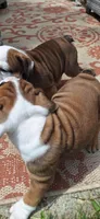 Baby Girl aka Dolly, a female English Bulldog for sale in Hebron, ND – 3 of 9