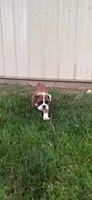 Baby Girl aka Dolly, a female English Bulldog for sale in Hebron, ND – 4 of 9