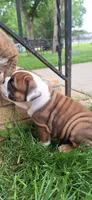 Baby Girl aka Dolly, a female English Bulldog for sale in Hebron, ND – 8 of 9