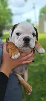 Baby Boy aka Taco, a male English Bulldog for sale in Hebron, ND – 2 of 9