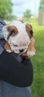 Baby Boy aka Taco, a male English Bulldog for sale in Hebron, ND – 5 of 9