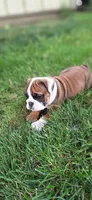 Baby Girl aka Dolly, a female English Bulldog for sale in Hebron, ND – 6 of 9
