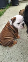 Baby Boy aka Taco, a male English Bulldog for sale in Hebron, ND – 8 of 9