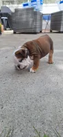 Baby Boy aka Taco, a male English Bulldog for sale in Hebron, ND – 6 of 9