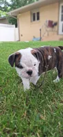 Daisy, a female English Bulldog for sale in Hebron, ND – 2 of 10