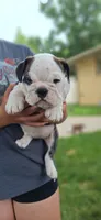 Daisy, a female English Bulldog for sale in Hebron, ND – 3 of 10