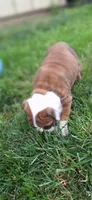 Baby Girl aka Dolly, a female English Bulldog for sale in Hebron, ND – 5 of 9