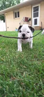 Daisy, a female English Bulldog for sale in Hebron, ND – 4 of 10