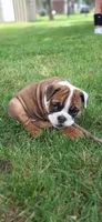 Baby Girl aka Dolly, a female English Bulldog for sale in Hebron, ND – 1 of 9