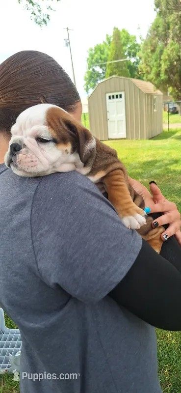 Baby Boy aka Taco – English Bulldog puppy for sale in Hebron, ND