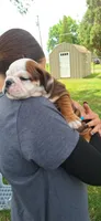 Baby Boy aka Taco, a male English Bulldog for sale in Hebron, ND – 1 of 9