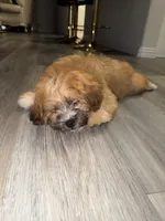 Milo, a male Pomeranian and Shih Tzu for sale in Seagoville, TX – 3 of 4