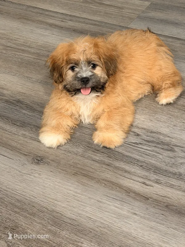 Milo – Pomeranian, Shih Tzu puppy for sale in Seagoville, TX