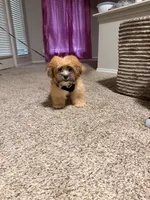 Milo, a male Pomeranian and Shih Tzu for sale in Seagoville, TX – 2 of 4