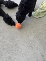 Mochi, a male Goldendoodle for sale in Raleigh, NC – 8 of 8