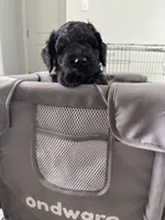 Mochi, a male Goldendoodle for sale in Raleigh, NC – 2 of 8