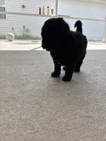 Mochi, a male Goldendoodle for sale in Raleigh, NC – 7 of 8