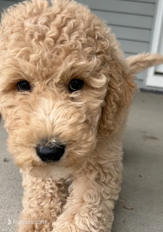 Willow – Goldendoodle puppy for sale in Raleigh, NC