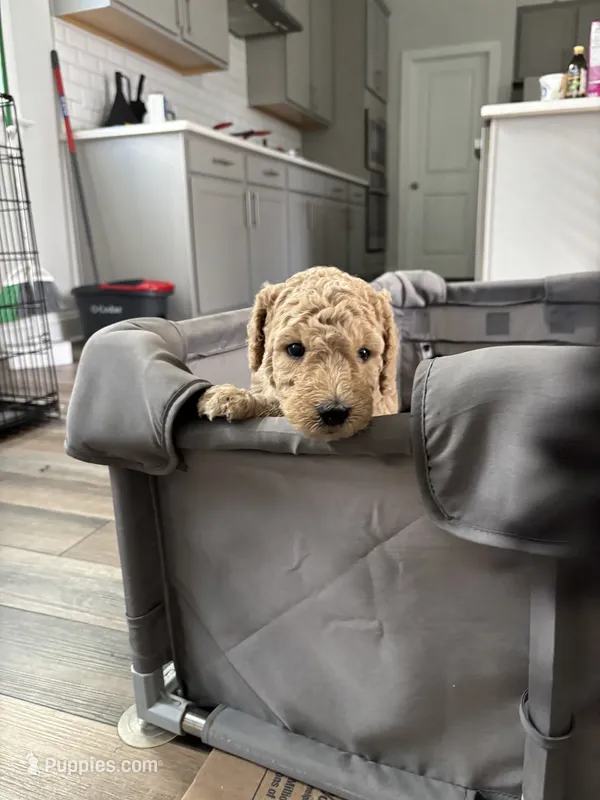 Willow – Goldendoodle puppy for sale in Raleigh, NC