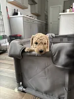 Willow, a male Goldendoodle for sale in Raleigh, NC – 4 of 9