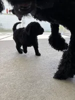 Mochi, a male Goldendoodle for sale in Raleigh, NC – 6 of 8