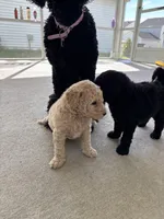 Willow, a male Goldendoodle for sale in Raleigh, NC – 6 of 9